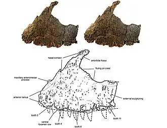 Maxila&nbsp;[en] do holótipo (osso da mandíbula superior) Kryptops