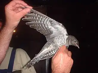 Macho de cuco-canoro