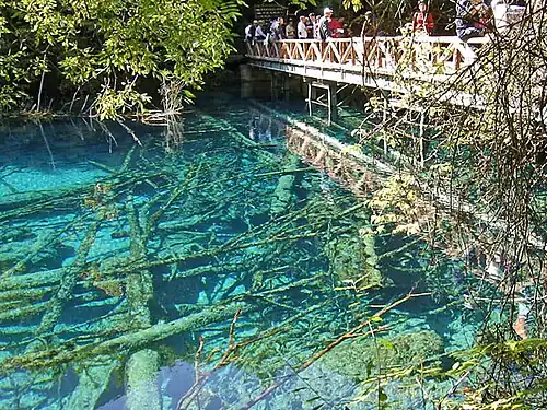 Lago das Cinco Flores, com o fundo entrecruzado por troncos de árvores antigas caídas