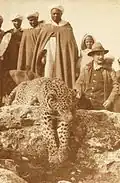 Leopardo do atlas, exemplar morto