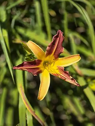 Planta do gênero Hemerocallis no Rio Grande do Sul