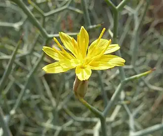 Launaea arborescens