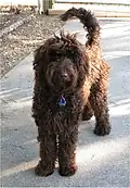 Labradoodle, um cruzamento entre Labrador com Poodle