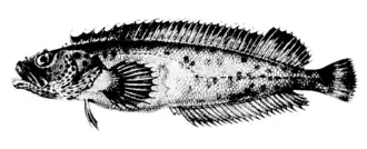 Auchenionchus microcirrhis