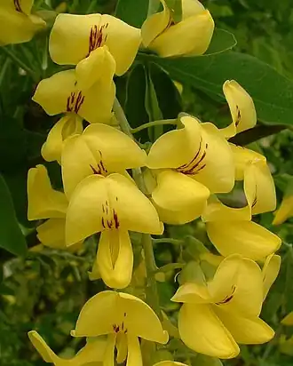 Flores de Laburnum