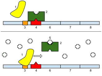 1: RNA polimerase; 2: Repressor; 3: Promotor; 4: Operador; 5: Lactose; 6: lacZ; 7: lacY; 8: lacA.