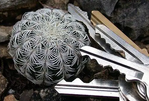 Foto colorida de um pequeno cacto branco