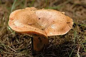 Cogumelo maduro com chapéu afunilado