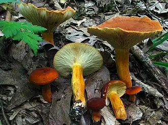 Alguns exemplares numa floresta em Ohio, Estados Unidos, mostrando a variedade de cores da espécie.