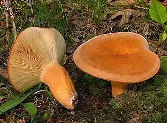 Detalhe das faces inferior e superior do "chapéu" do cogumelo.