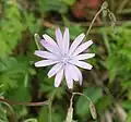 Flor de Lactuca perennis.