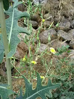 Lactuca serriola
