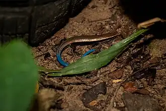 Indivíduo de Micrablepharus maximiliani encontrado em Crateús, Ceará.