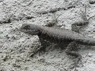 Lagarto do género Tropidurus na Paraíba