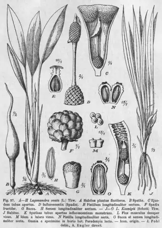 L. ovata (e.) e L. koenigii (d.)