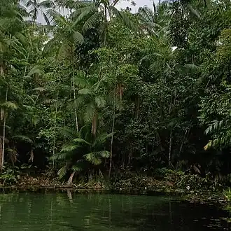Lagoa do Coroatá, localizada em Cachoeira Grande-Maranhão, Brasil
