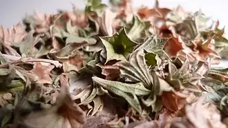 Lagochilus inebrians