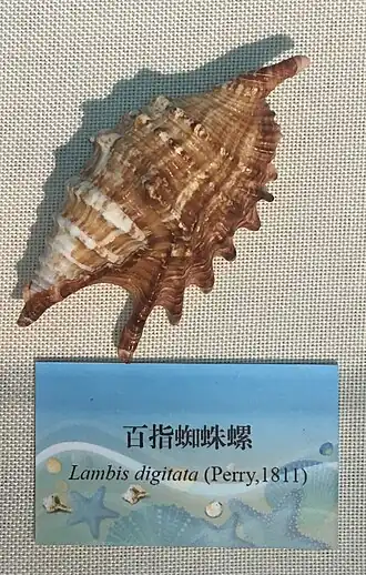 A concha de O. digitata.