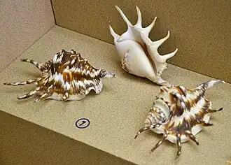 Fotografia de três conchas de L. lambis em museu de Phuket.