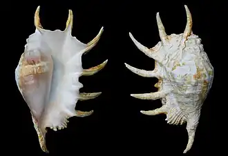 Duas vistas de Lambis truncata ([Lightfoot], 1786),[7] a maior espécie do gênero Lambis,[8] podendo ultrapassar os 40 centímetros de concha; com seu animal utilizado como alimento na costa do mar de Andamão, Sudeste Asiático.[11][15]