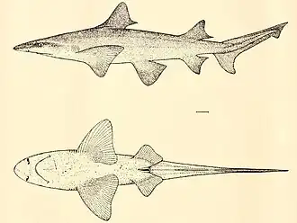 Gravura de um Lamiopsis tephrodes