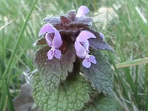 Lamium purpureum, mostrando a flor bilateralmente simétrica.