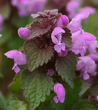 Lamium purpureum L.