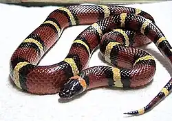 A inofensiva cobra de leite mexicana, Lampropeltis triangulum annulata (mímica Batesiana).