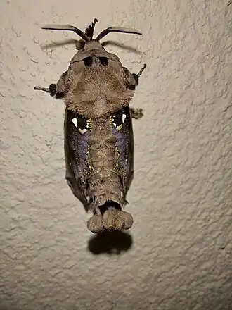 Fotografia de L. franckii em posição cujo desenho, que lembra um rosto, serve como defesa contra seus possíveis predadores.[1] As manchas com formato de olhos são denominadas ocelos.