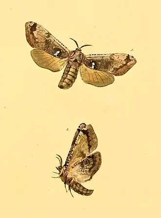 Ilustrações de Langsdorfia franckii em vista superior (1) e inferior (2); retiradas de sua descrição original, por Jakob Hübner, na obra Sammlung exotischer Schmetterlinge. A espécie-tipo do gênero Langsdorfia.