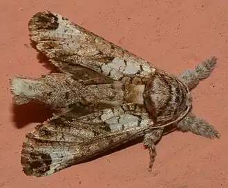 Langsdorfia polybia. Rio Grande do Sul.