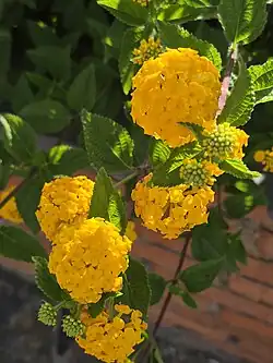 Cambará de flores amarelas