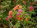 Lantana camara