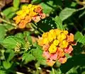 Lantana x 'Spreading Sunset'