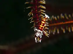 Laomenes cornutus sur un crinoïde.