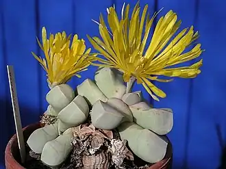 Lapidaria margaretae