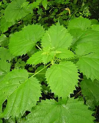 Laportea macrostachya