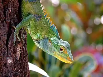 Calotes grandisquamis
