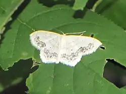S. limboundata (Gatineau Park, Quebec).