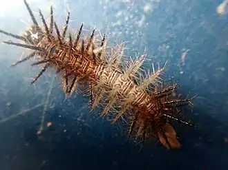 Estágio larval de Actinote sp.