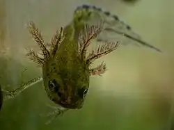 Larva desenvolvida de tritão-de-crista
