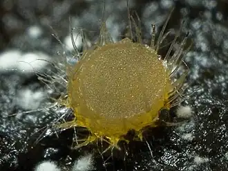 Lasiobolus papillatus