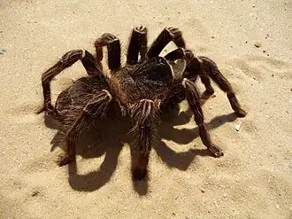 Lasiodora parahybana