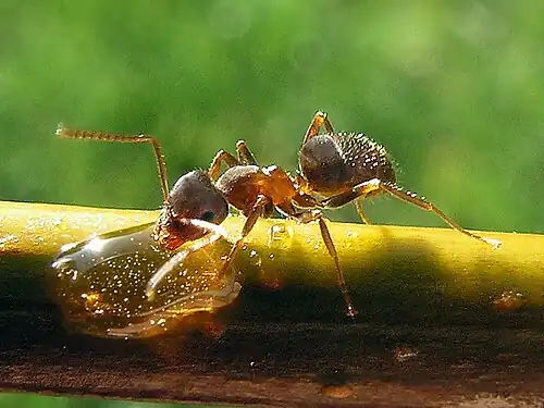 Modelo: formiga Lasius niger.