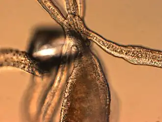 Halammohydrida octopodides