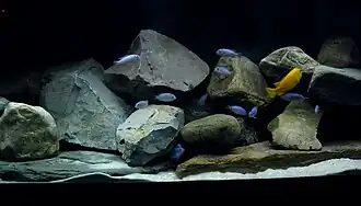 A flock of differently coloured fish in a rocky setting