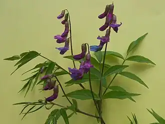 Lathyrus vernus
