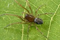 Lathys insulana (macho).