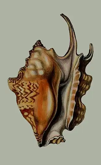 Ilustração da vista inferior da concha de Latissistrombus taurus (Reeve, 1857)[1] proveniente de sua descrição original, retirada dos Proceedings of the Zoological Society of London. 25 (1857).
