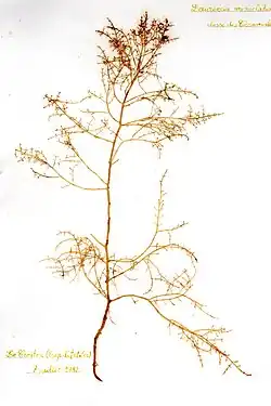 Laurencia microcladia.